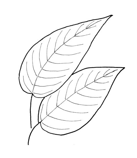 Simple Leaf Drawing At Getdrawings Free Download