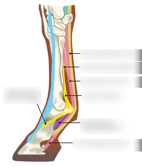 Inner Horse Leg Diagram Quizlet