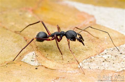 Ant Mimics Alex Wild Photography