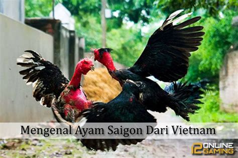 Bila kita lihat dengan detil seringkali taruhan sabung ayam ialah ilegal di indonesia. Mengenal Ayam Saigon Dari Vietnam - BERITA SABUNG AYAM