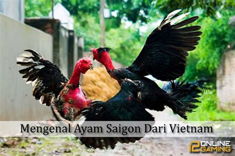 Situs berita vnexpress yang dikelola. Mengenal Ayam Saigon Dari Vietnam - BERITA SABUNG AYAM