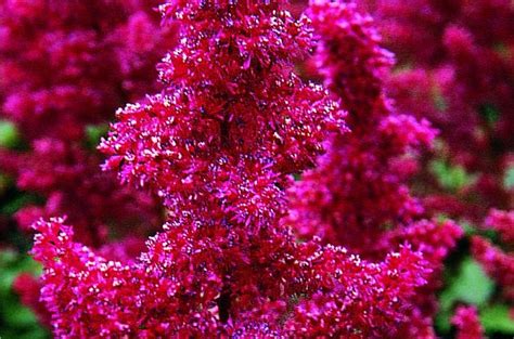 If you have a larger garden, it's well worth creating a designated cutting garden specially for picking perennials, bulbous if you have a smaller garden you can still snip away, but never denude cut the flowers in the morning if you can, as early as possible, and immediately immerse each stem in a. Flowers for a Cutting Garden | Flower Gardening - Birds ...