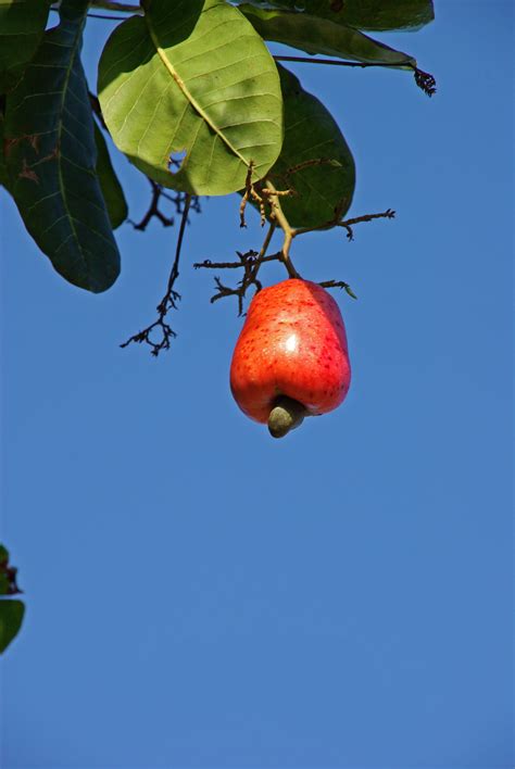 Images Gratuites Pomme Arbre Branche Fruit Feuille Fleur