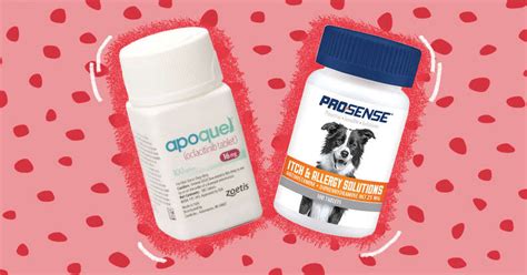 Best Dog Allergy Treatments According To A Veterinarian Dodowell