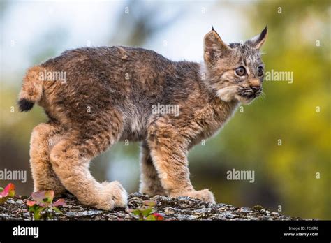 Startled little Canadian Lynx kitten (Lynx canadensis), captive Stock
