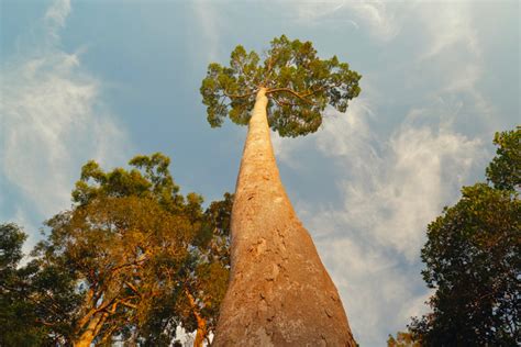 The 27 Tallest Trees In The World Huge Trees Images