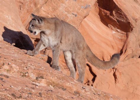 Young Cougar Standing On A Red Sandstone Ledge Looking Back Over It`s