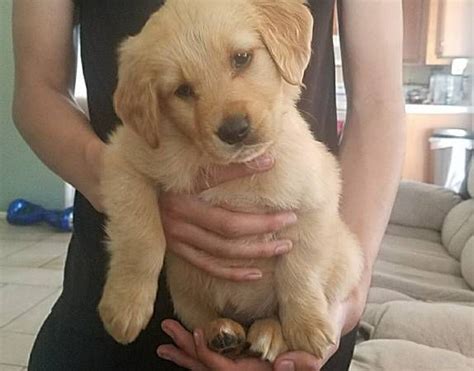 Our next litter of golden retrievers have been born! Golden Retriever Puppies For Sale | Anchorage, AK #270038