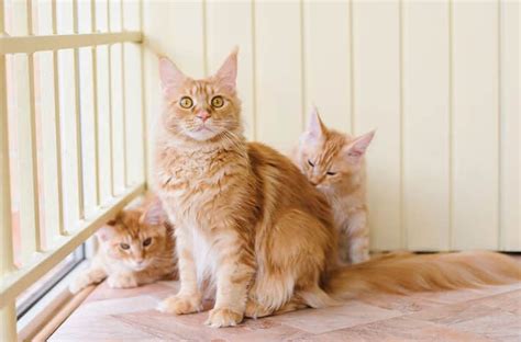 Are All Orange Tabby Cats Male And Are All Calico Cats Female — Pet