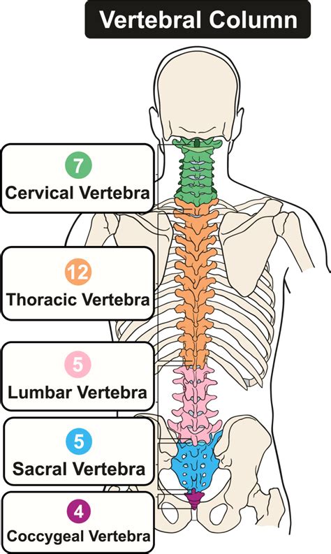 Structure Of The Back And Spine Allspine