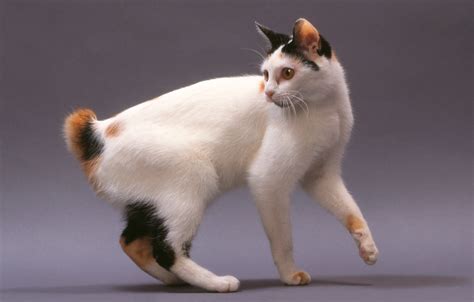Why Do Cats Have Tails Is There Really A Purpose Cat Tail Facts