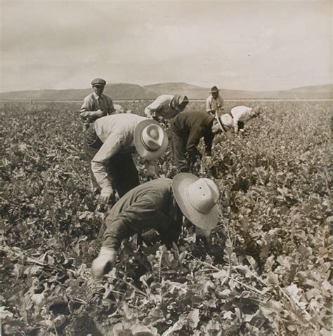 japanese american internees cultivate a field at tule lake internment camp picture this