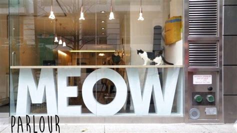 Unlike meow parlour, this cafe is modeled directly after japan's immensely popular pet cafes, where you can actually sit and have glasses of sake with a cat in your lap. Mews: Meow Parlour, NYC's First Cat Cafe - Katzenworld in ...