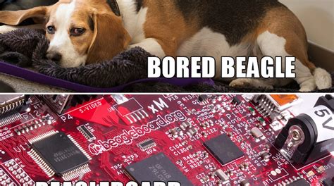 bored beaglebeagleboard