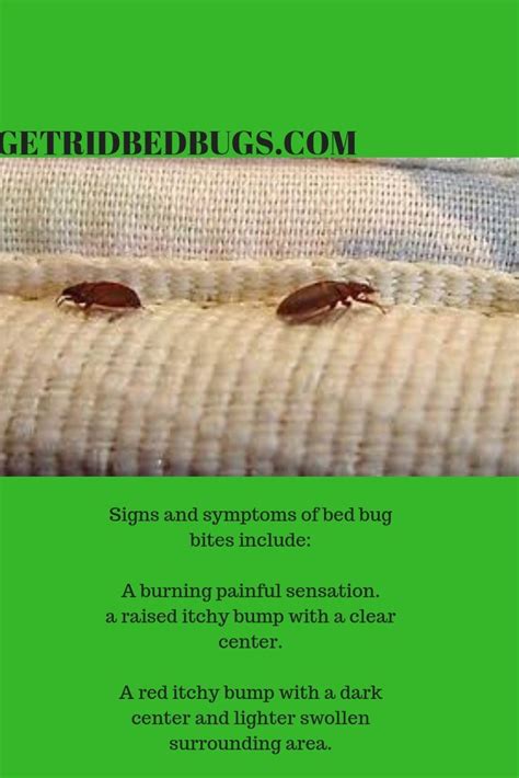 Signs And Symptoms Of Bed Bugs Bed Bug Remedies Bed Bugs Bed Bug