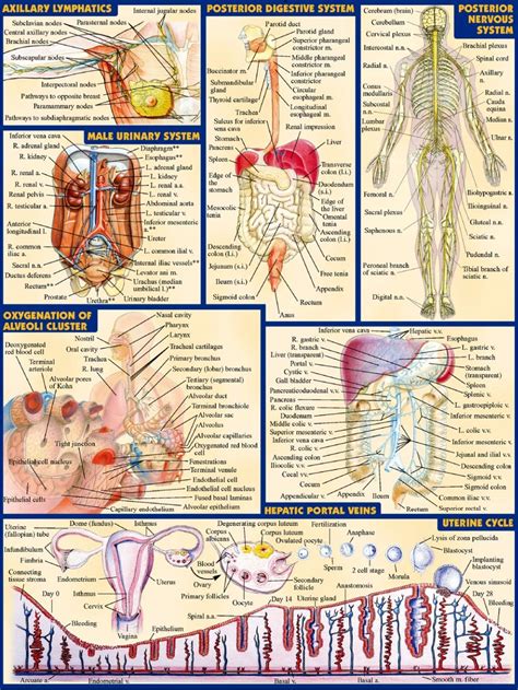 2019 Human Body Anatomical Chart Muscular System Campus