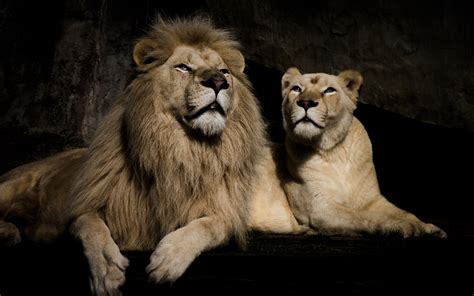 Fonds Décran Lion Et Lionne 1920x1200 Hd Image