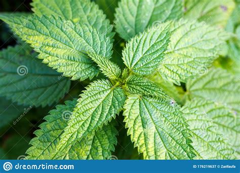 Dht is the androgen hormone that causes male pattern hair loss. Top View Of Urtica Dioica, Green Leaves Stinging Nettle ...