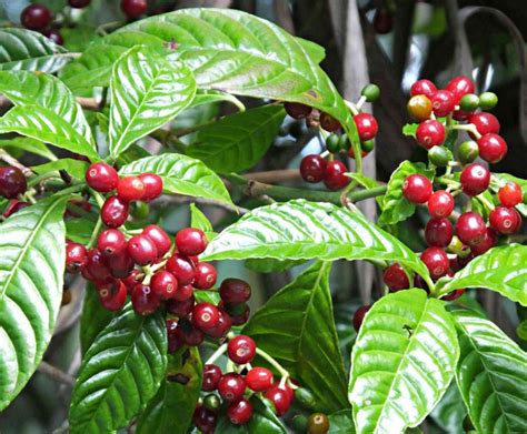 Coffee Arabica Plant Coffea Arabica Nana Live Plant Coffee Etsy