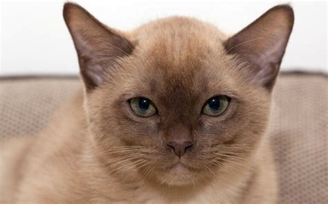 Burmese Cat Breed Information And Characteristics Pet Reader