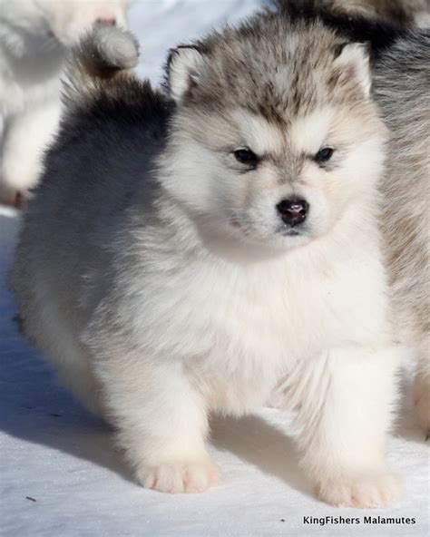Alaskan Malamute 15 Adorable Pictures You Will Love