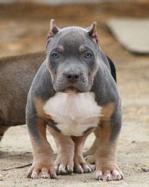 Maybe you would like to learn more about one of these? XXL Blue Pitbulls Biggest Pitbull Puppies Kennel