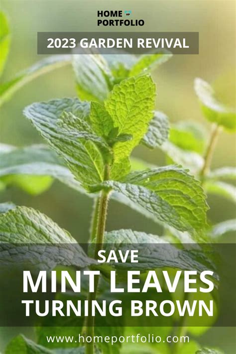 Vegetable Gardening Gardening Tips Propagate Mint Plant Leaves