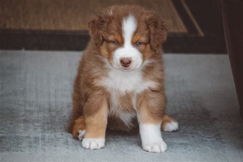 Get To Know The Unique Red Merle Australian Shepherd K9 Web