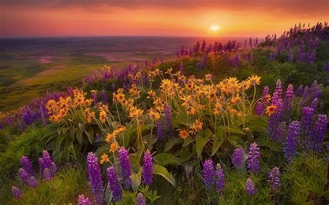 Beautiful Sunset Flower Field Palouse Scenic Pictures