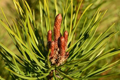 Green Pine Branch With Fresh Brown Buds In The Spring Stock Image