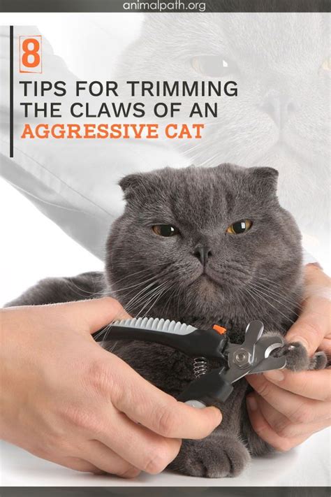 Trim Cat Nails Cut Cat Nails Clipping Cat Nails How To Cat Mean Cat