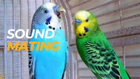 Most Beautiful Budgies Song Ever Singing Budgies Budgies Music