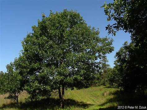 Quercus Velutina Black Oak Minnesota Wildflowers
