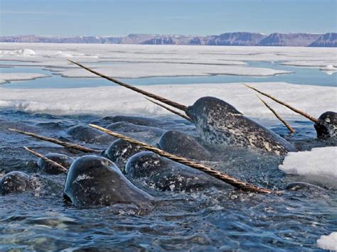 Narwhal Tusks Record Changes In The Marine Arctic Eos