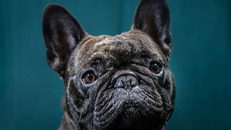 The Price French Bulldogs Pay For Being So Cute The New York Times
