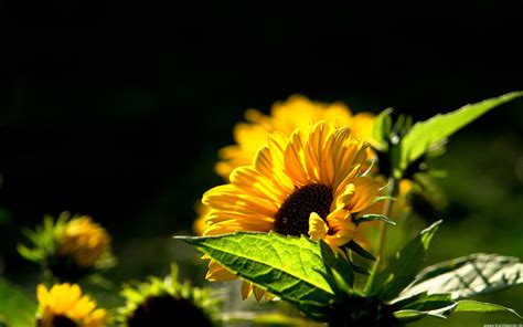 Download Nature Sunflower Hd Wallpaper