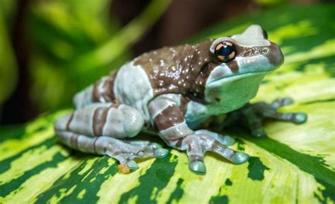 7 Best Pet Frogs That Are A Dream For Beginners And Experts Alike To Own