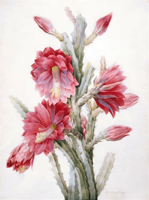 На яндекс.маркете — с 30 марта 2010 года. About Pierre-Joseph Redouté - BOTANICAL ART & ARTISTS