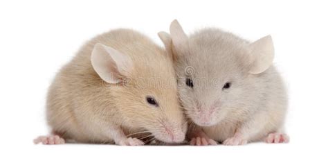 Couple Of Mice Stock Image Image Of Mouse Cute Flirt 1679791