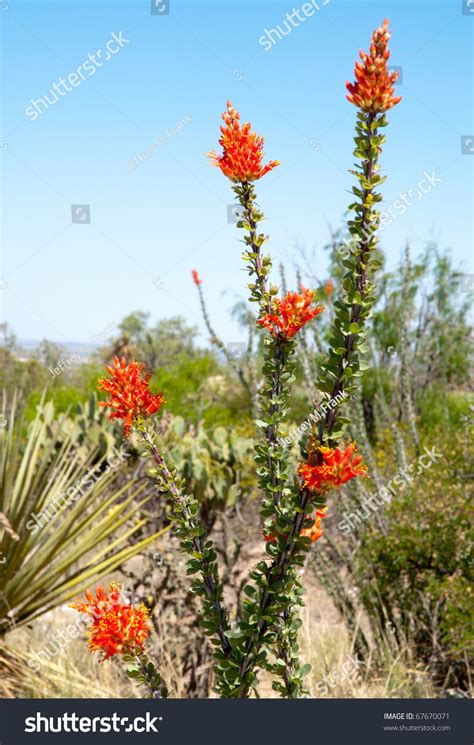 Blooming Ocotillo Cactus Stock Photo 67670071 Shutterstock