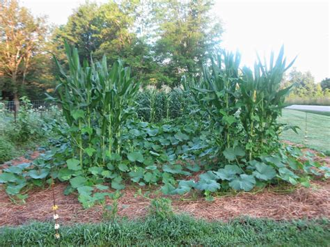 May 16, 2017 at 6:20 pm. Simply Homemaking: Garden - at last!