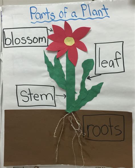 Parts Of A Plant Anchor Chart Nonfiction Writing Students Make A Mini