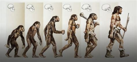 Evolution Of Man Chart With Names Reviews Of Chart