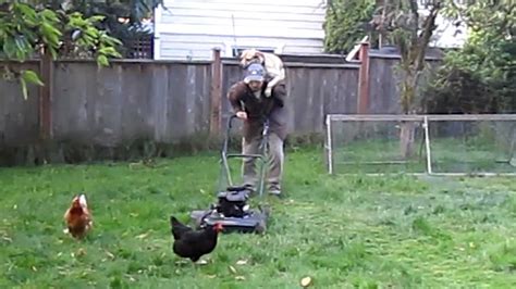 Smart Lawn Mowing Dog On Her Own Ride Em Mower Youtube