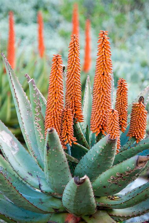 Do Aloe Plants Bloom Gardeners Path