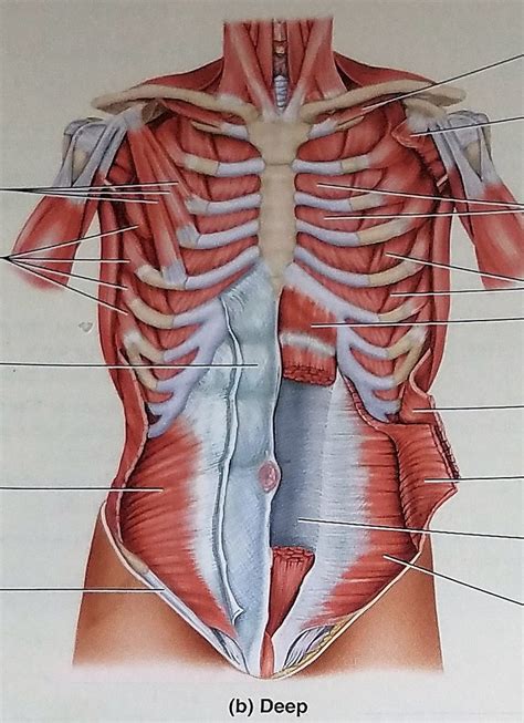 Muscles Of The Anterior Abdominal Wall Deep View Diagram Quizlet