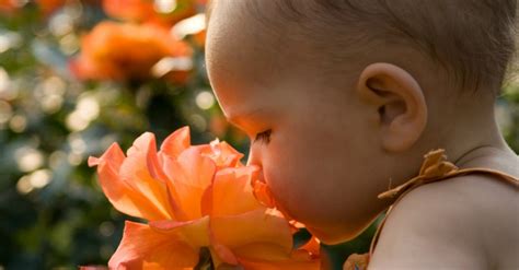 Making Sense Of Scent The Importance Of Smell In Infancy