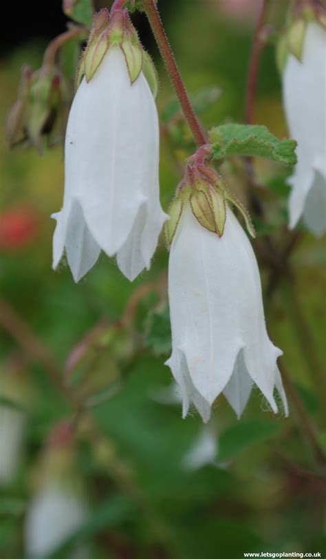 This Cornish Bell Flower Makes A Lovely Cottage Garden Or Woodland