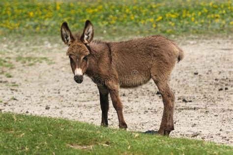 Brown Baby Donkey On The Floral Pasture Stock Image Image Of Meadow