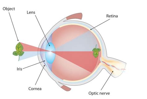 Diagram Of The Eye 101 Diagrams